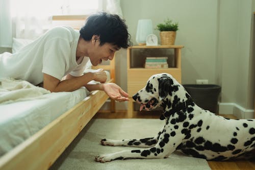 Free Man Playing with Dalmatian Dog at Home Stock Photo