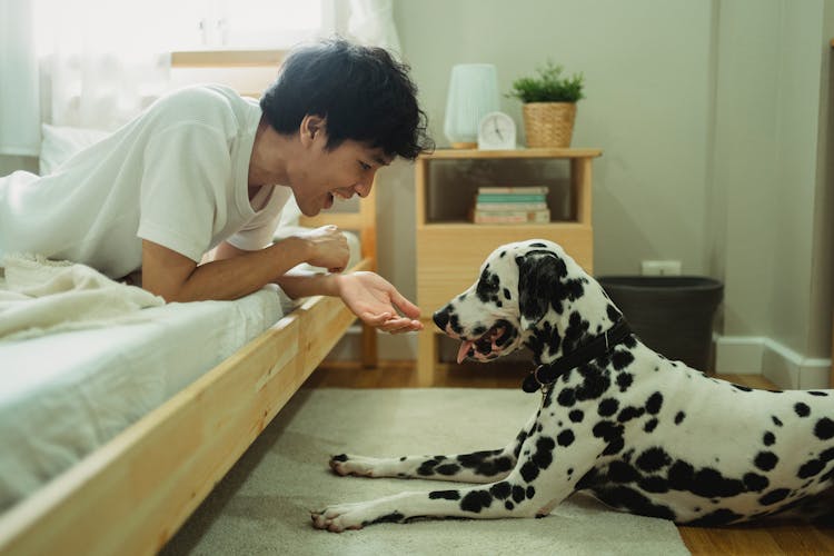 Man Playing With Dalmatian Dog At Home