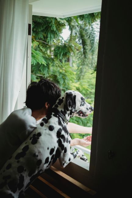 Dalmatian dog and owner enjoying a view through the window on a bright day.