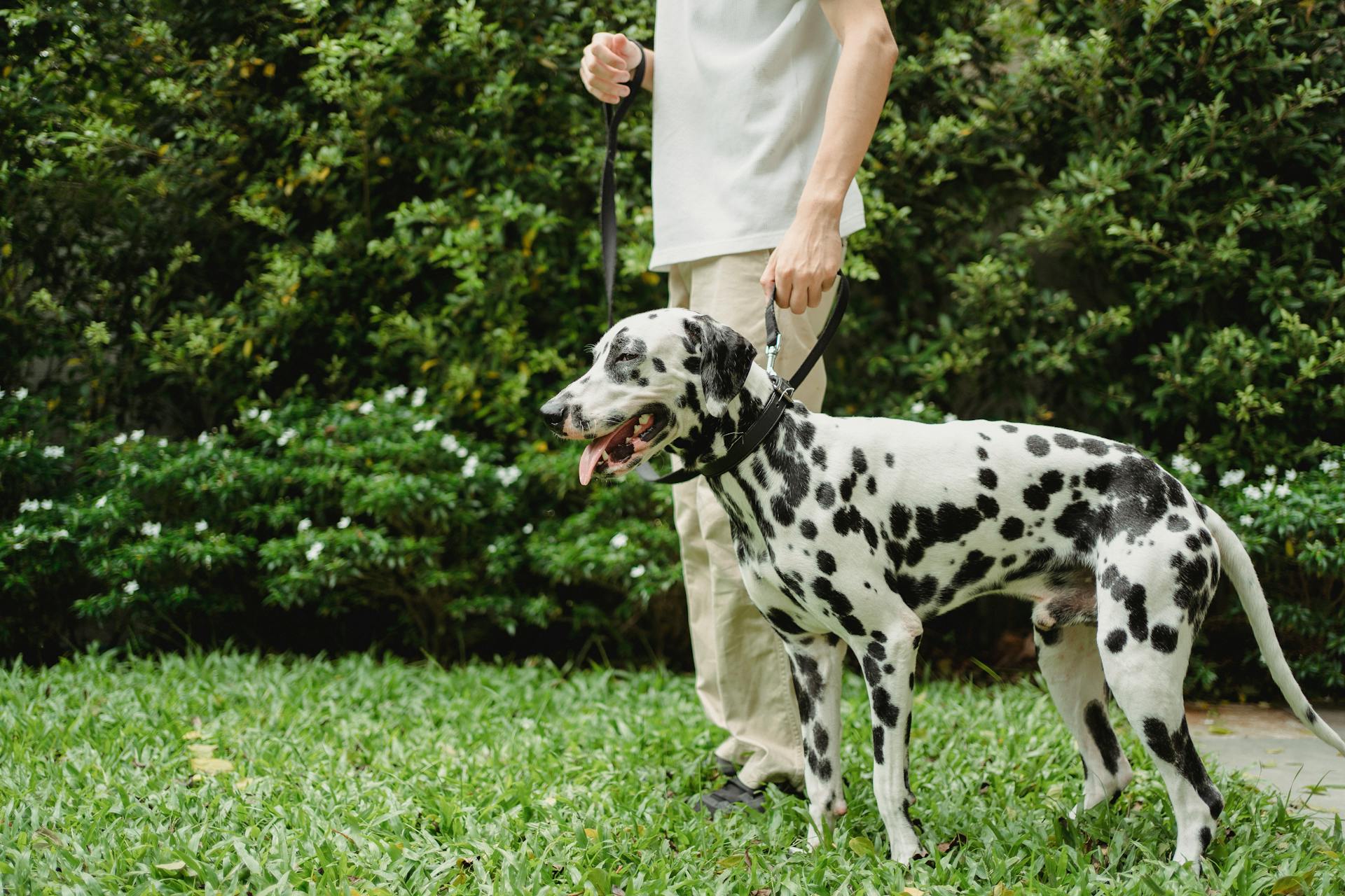 A Person Holding a Dog on a Leash