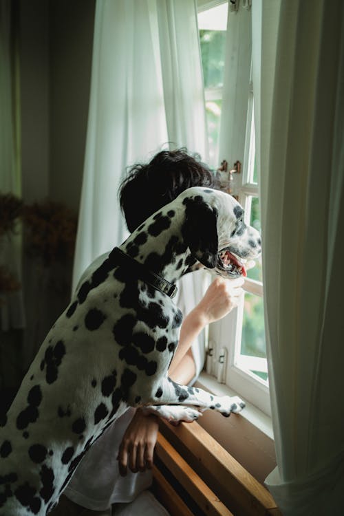Free A Man Looking Through the Window With His Dog Stock Photo