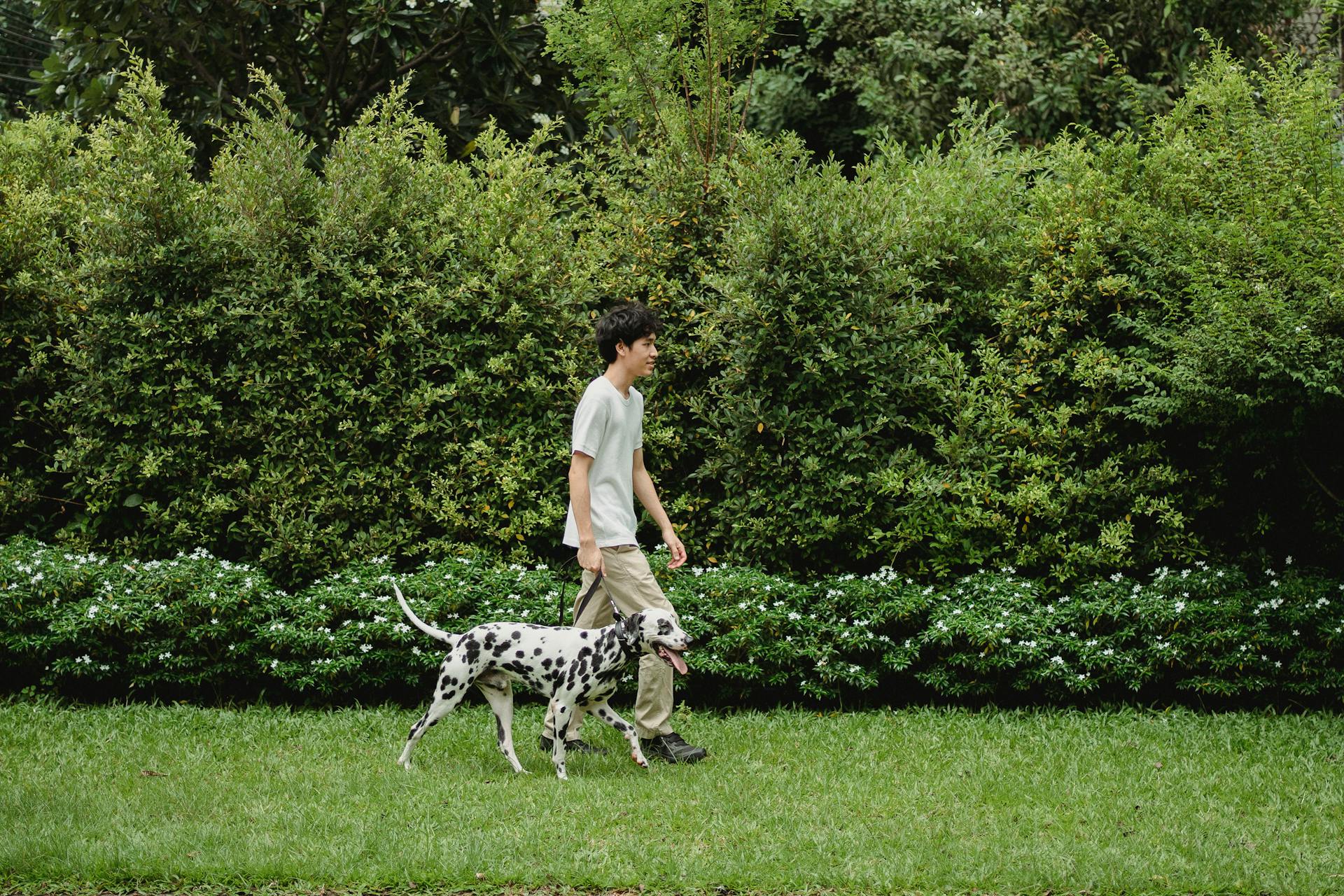 Man Walking Outdoors with Dalmatian Dog