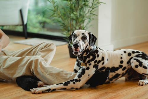 Foto stok gratis anjing, binatang, dalmatian