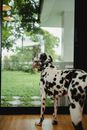 Black and White Dalmatian Dog on Green Grass Field