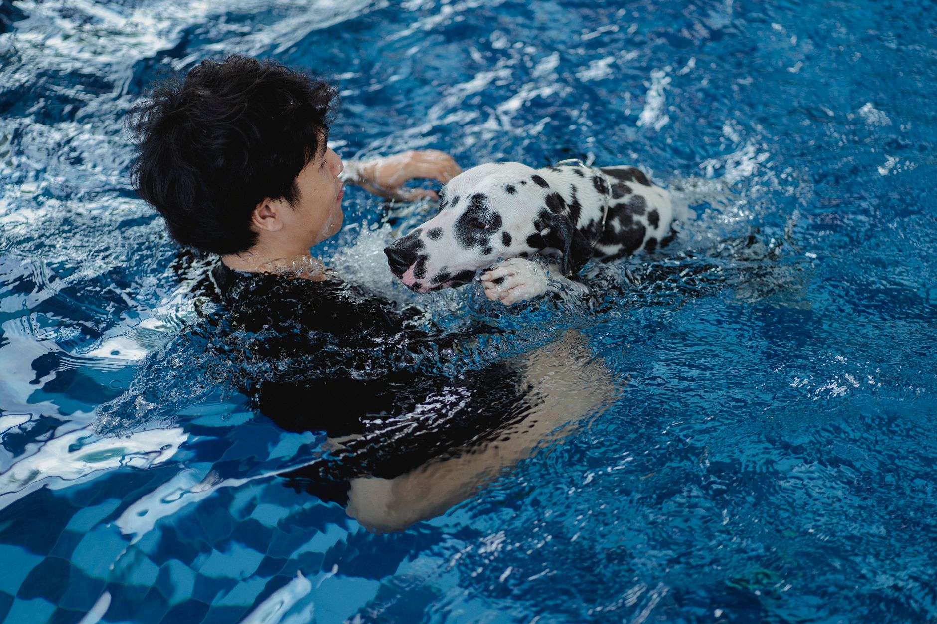 Adult swimming with a playful Dalmatian in a pool, enjoying a fun and active moment.