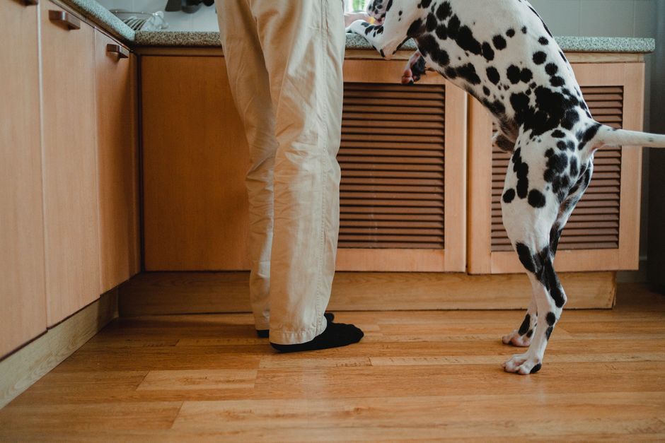 A Dalmatian dog stands in a comfortable indoor kitchen next to a person in casual attire.