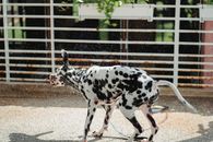 Black and White Dalmatian Dog Standing on Brown Sand