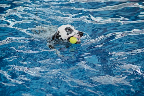 Dalmatian Fetching Toy in Swimming Pool