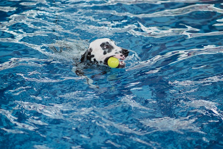 Dalmatian Fetching Toy In Swimming Pool