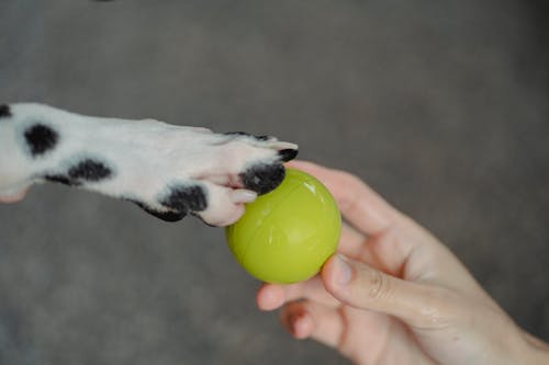 Dalmatian Paw on Ball