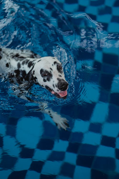 Free Dalmatian in Water Stock Photo