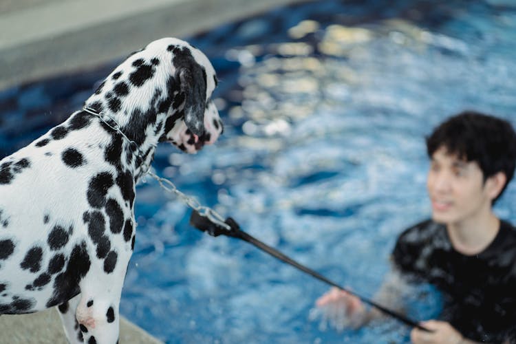 Man Holding Dog On Leash Near Swimming Pool