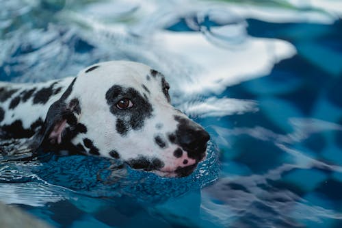 Free A Dog in the Water Stock Photo