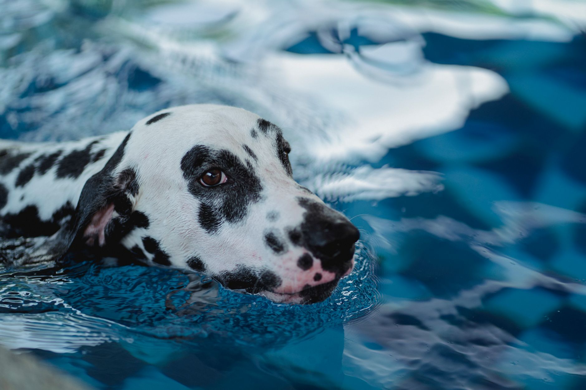 Best Dog Pools 2026