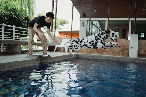 A Dog Jumping to the Pool