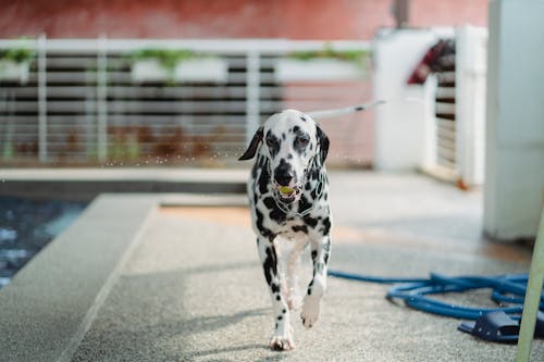 Foto stok gratis anjing, bermain, bola