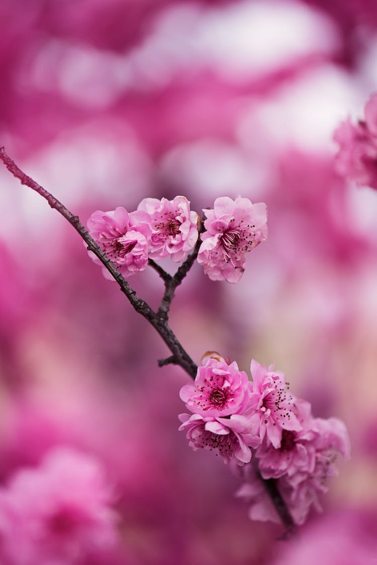 Pink Petaled Flowers