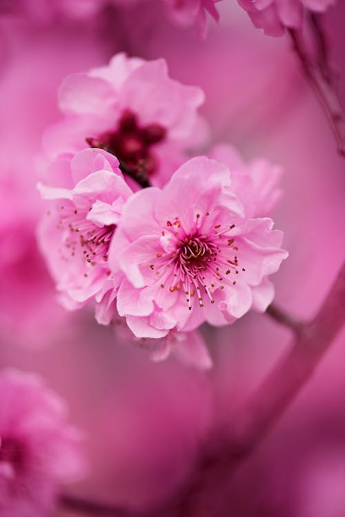 Roze Bloemen