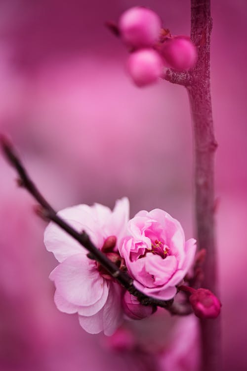 免费 粉红色的花瓣花的特写摄影 素材图片