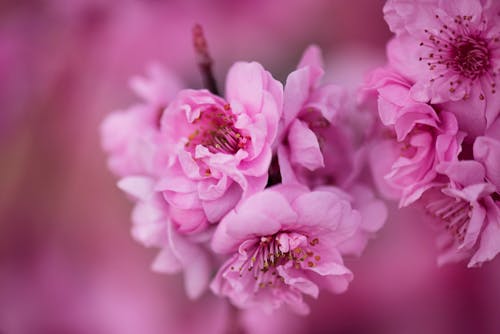 Δωρεάν στοκ φωτογραφιών με macro, ανάπτυξη, άνθη κερασιάς