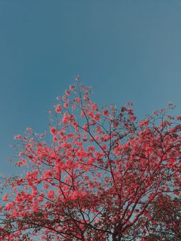 一棵充满活力的粉红色花树在晴朗的蓝天下绽放，于户外捕捉着春天的精髓