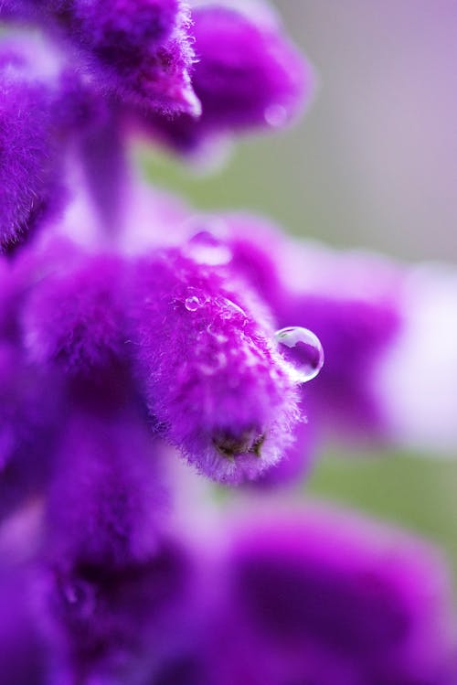 Purple Petaled Flower With Dew Drop Close Up Photography