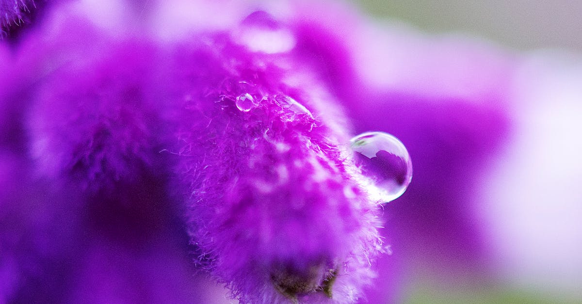 Purple Petaled Flower With Dew Drop Close Up Photography
