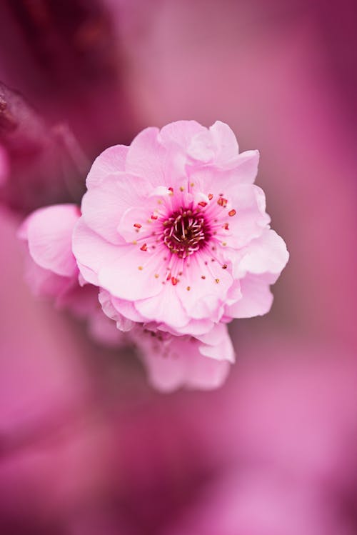 White and Pink Petaled Flower Selective Focus Photograph