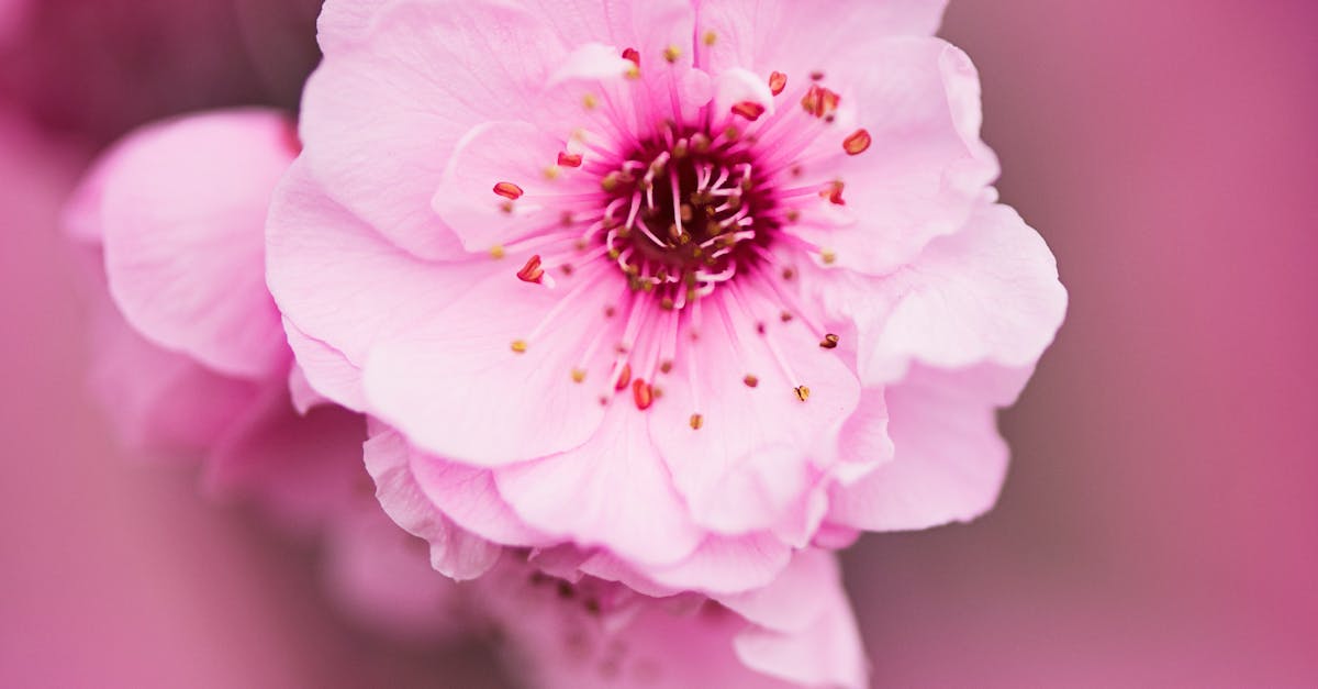 White and Pink Petaled Flower Selective Focus Photograph