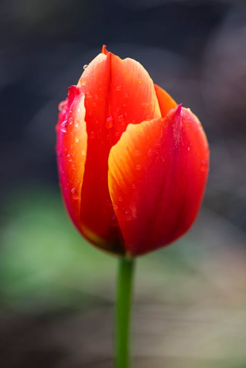 Free Red and Yellow Tulip Flower in Selective Focus Photography Stock Photo