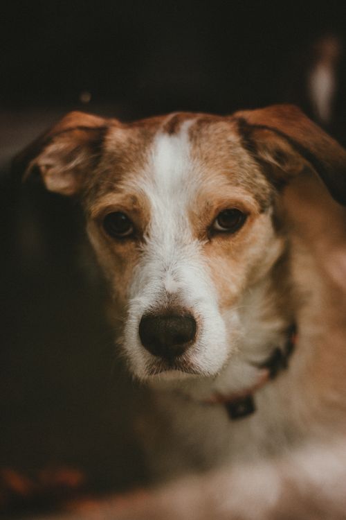 Free Curious small dog with brown eyes and white spots and collar standing and looking at camera Stock Photo