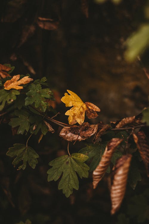 Multicolored maple leaves grow on branch and begin to wither and falling away from branch on blur background