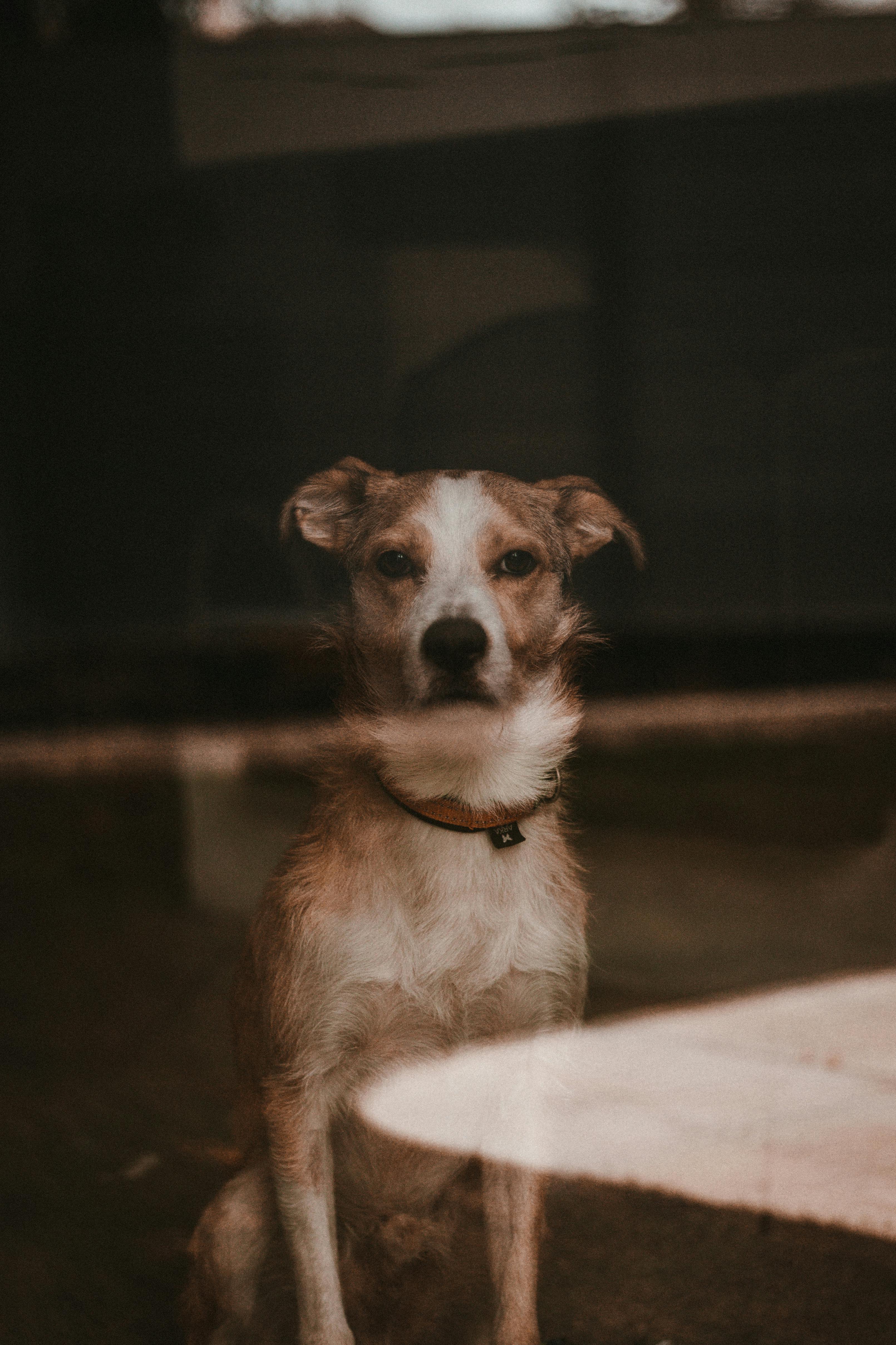 cute dog sitting on floor