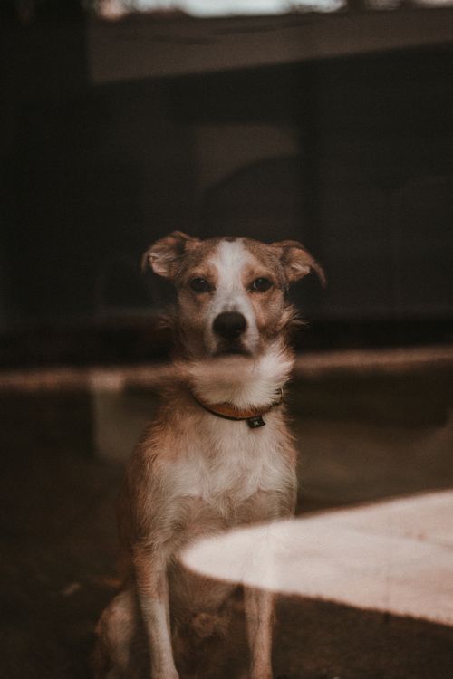 Free Adorable spotted dog with collar sitting on the floor behind glass and looking at camera Stock Photo