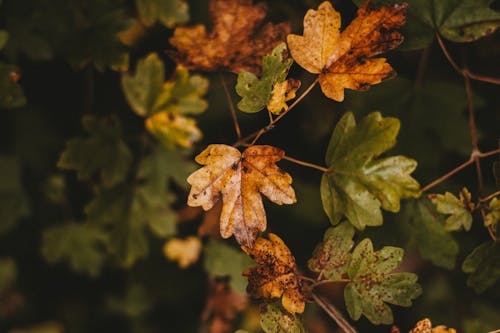 Small wet multicolored maple leaves growing on thin tree branches in early autumn on blurred background