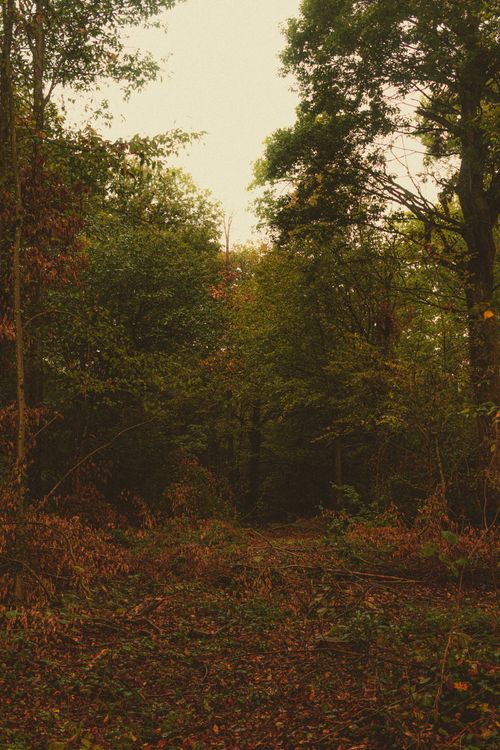 Free Picturesque scenery of green forest with high trees and fallen leaves on ground Stock Photo