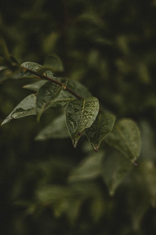 Branch of tree with green leaves