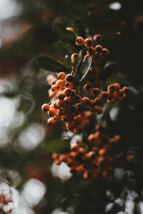 Orange hawthorn berries growing on green branch of tree against blurred background