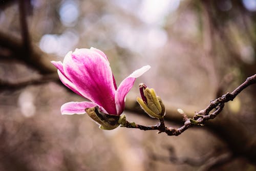 ピンクの花びらの花セレクティブフォーカス写真