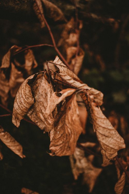Free Beautiful view of thin branch of tree with dry autumn leaves against blurred background Stock Photo