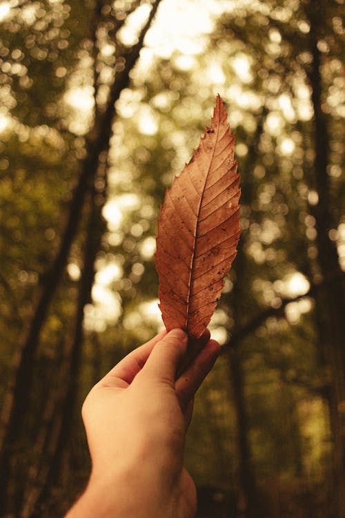 Crop hand of person holding dry fallen leaf in autumn day against blurred background