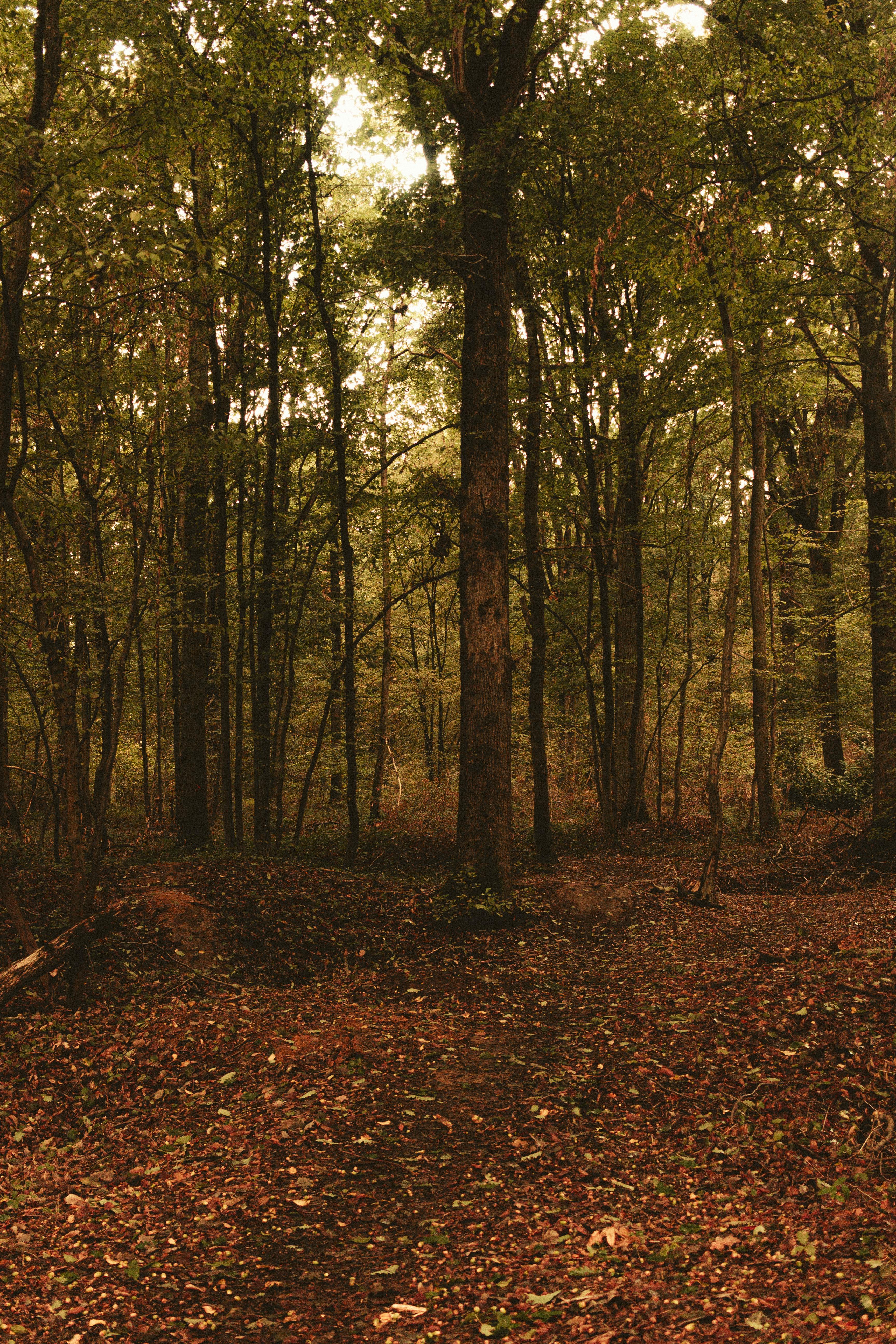 Picturesque landscape of autumn forest with tall green trees and uneven ground covered fallen leaves