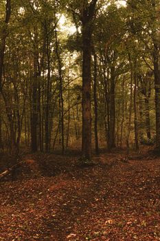 Picturesque landscape of autumn forest with tall green trees and uneven ground covered fallen leaves