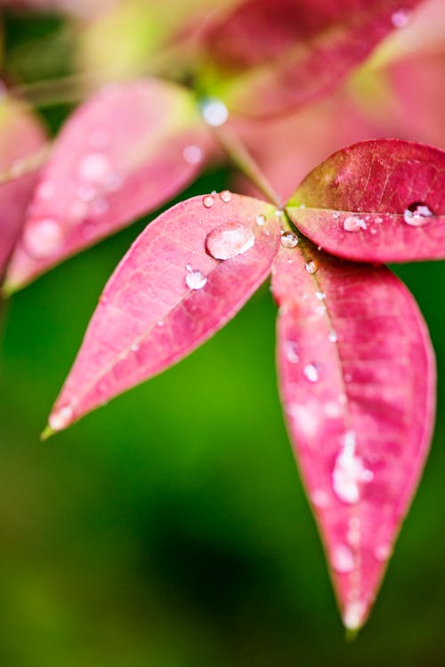 무료 물 이슬을 가진 분홍색 잎 스톡 사진