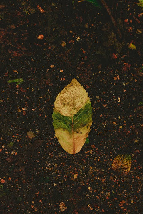 Top view of green yellow fallen leaf on wet asphalt surface with spots around