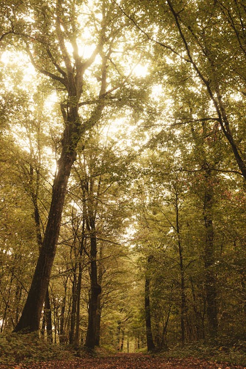 Scenery of tall green trees growing in alley in park against bright sky