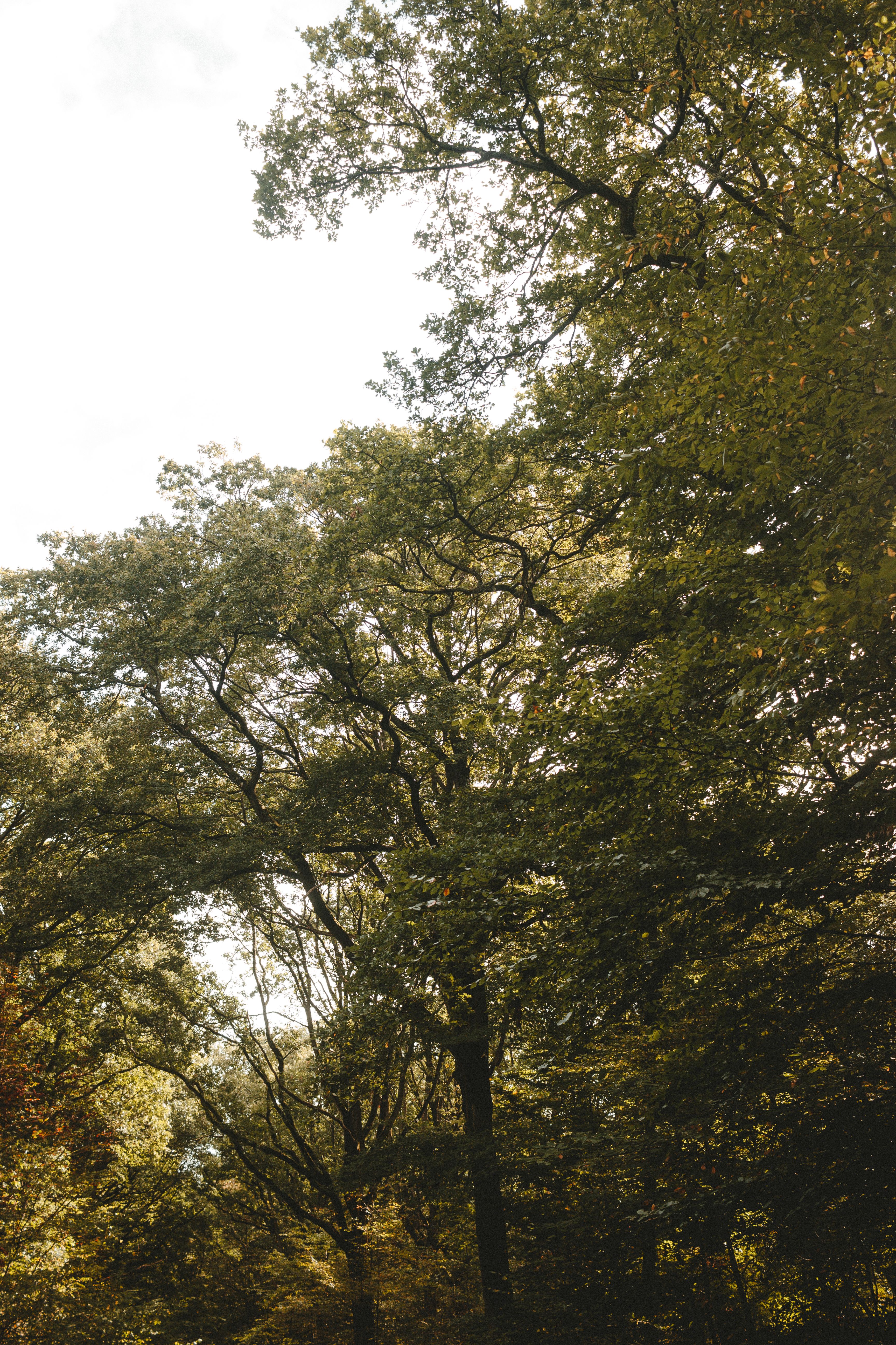 Forêt Verte · Photo gratuite