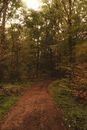 Narrow path with fallen leaves going through green trees and bushes at daytime