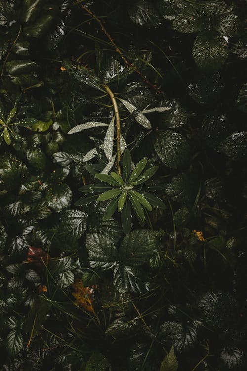 Wet green leaves of plant