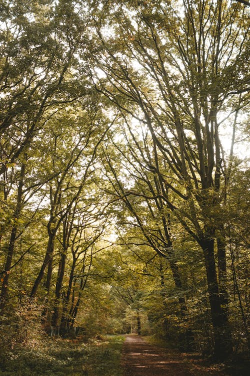 View of narrow walkway going through high green trees and bushes at daytime